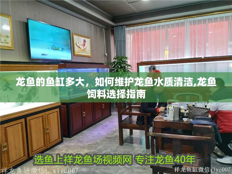 龍魚的魚缸多大，如何維護(hù)龍魚水質(zhì)清潔,龍魚飼料選擇指南