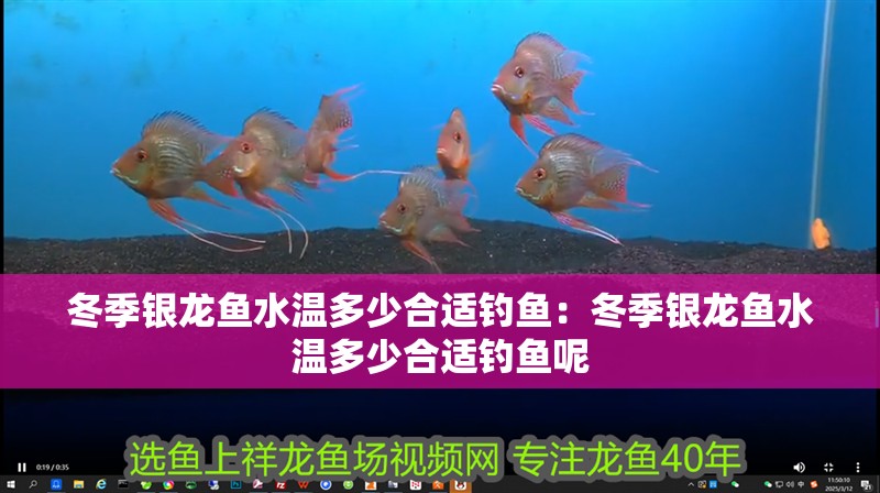 冬季銀龍魚水溫多少合適釣魚：冬季銀龍魚水溫多少合適釣魚呢