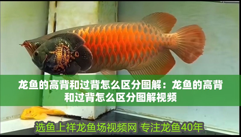 龍魚的高背和過背怎么區分圖解：龍魚的高背和過背怎么區分圖解視頻