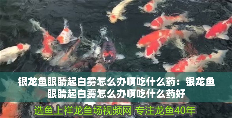 銀龍魚眼睛起白霧怎么辦啊吃什么藥：銀龍魚眼睛起白霧怎么辦啊吃什么藥好