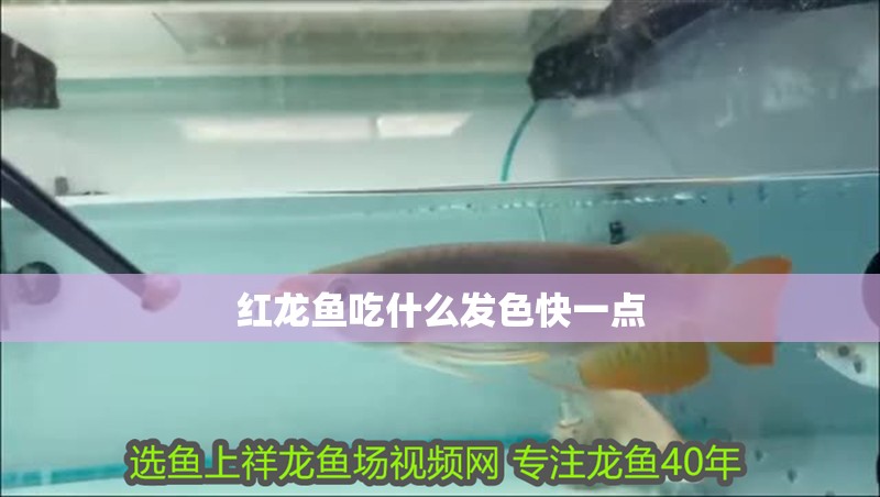 紅龍魚吃什么發色快一點