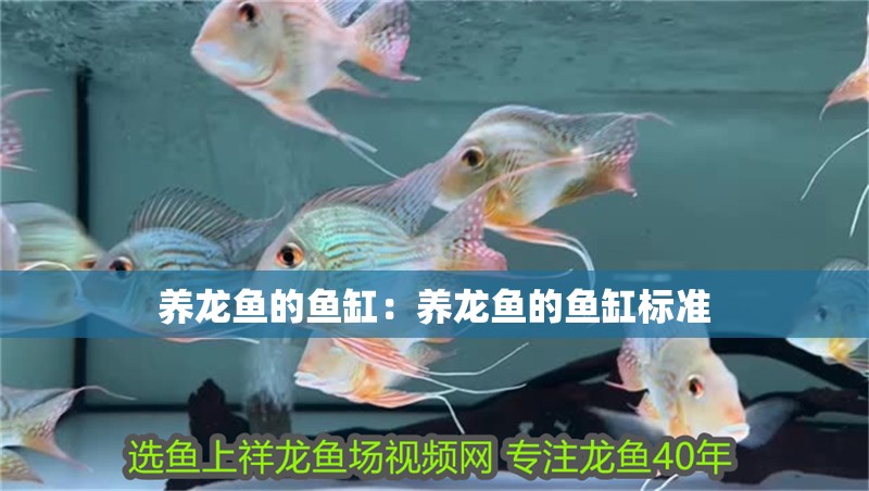 養(yǎng)龍魚的魚缸：養(yǎng)龍魚的魚缸標(biāo)準(zhǔn)