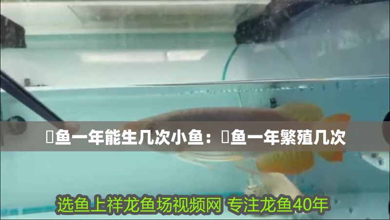 魟魚一年能生幾次小魚：魟魚一年繁殖幾次