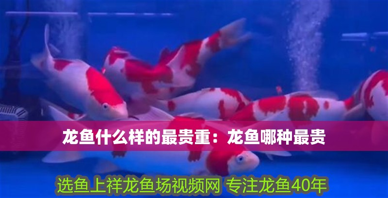 龍魚什么樣的最貴重：龍魚哪種最貴