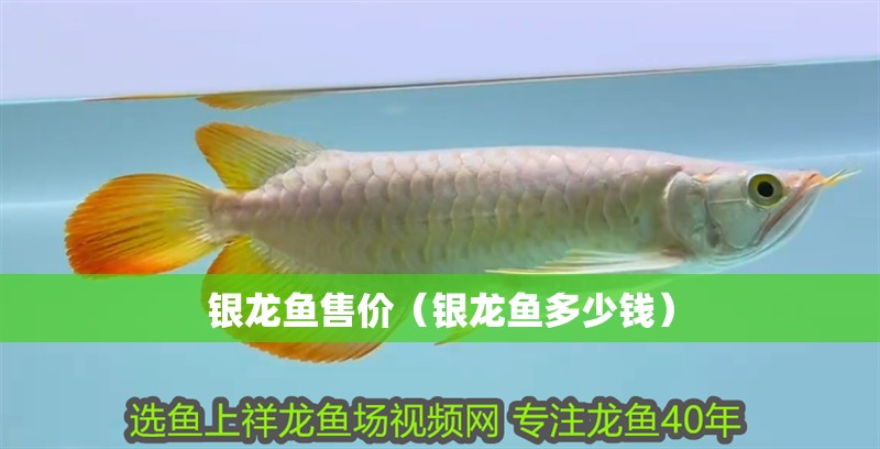 銀龍魚售價（銀龍魚多少錢）