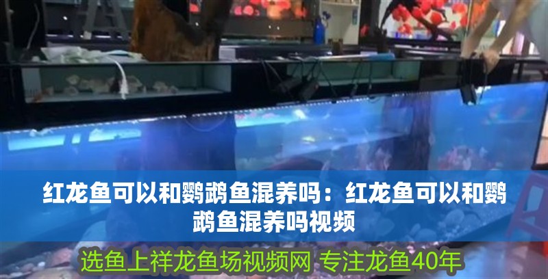 紅龍魚可以和鸚鵡魚混養(yǎng)嗎：紅龍魚可以和鸚鵡魚混養(yǎng)嗎視頻