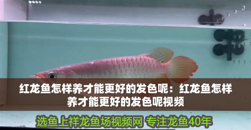 紅龍魚怎樣養才能更好的發色呢：紅龍魚怎樣養才能更好的發色呢視頻