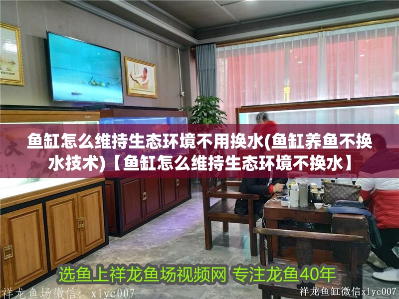 魚缸怎么維持生態環境不用換水(魚缸養魚不換水技術)【魚缸怎么維持生態環境不換水】
