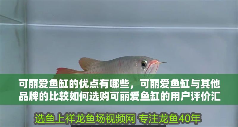 可麗愛魚缸的優點有哪些，可麗愛魚缸與其他品牌的比較如何選購可麗愛魚缸的用戶評價匯總