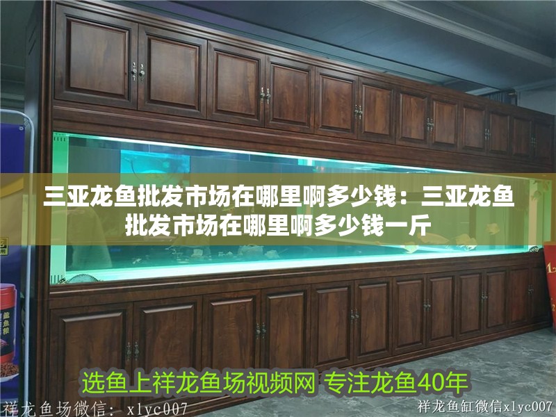 三亞龍魚批發市場在哪里啊多少錢：三亞龍魚批發市場在哪里啊多少錢一斤