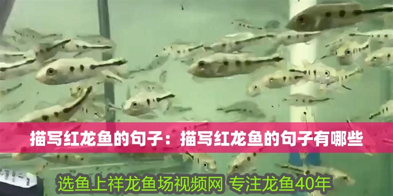 描寫紅龍魚的句子：描寫紅龍魚的句子有哪些
