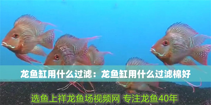 龍魚缸用什么過濾：龍魚缸用什么過濾棉好 龍魚缸用什么過濾：龍魚缸用什么過濾棉好 水族問答