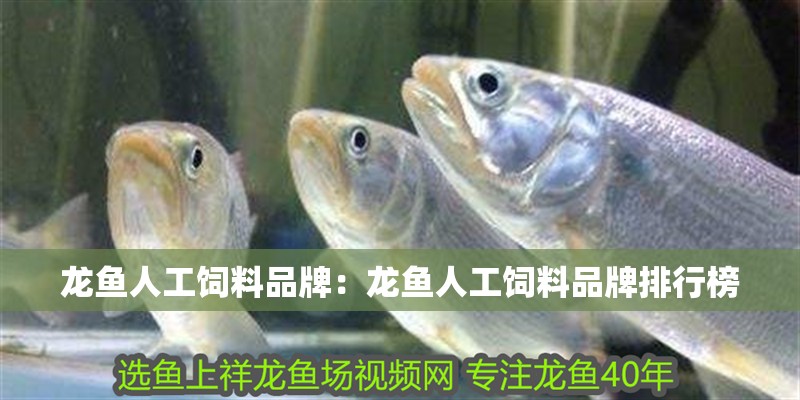 龍魚人工飼料品牌：龍魚人工飼料品牌排行榜