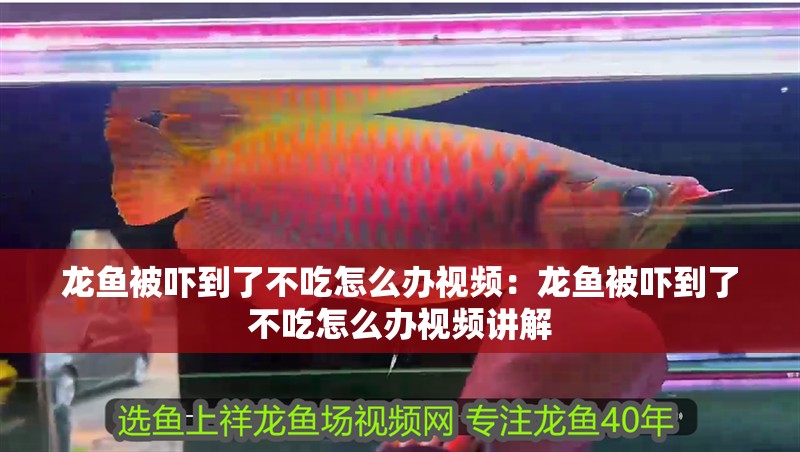 龍魚被嚇到了不吃怎么辦視頻：龍魚被嚇到了不吃怎么辦視頻講解