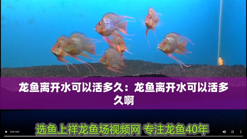虎魚和金魚混養好不好：根據搜索結果，虎魚和金魚混養是否合適