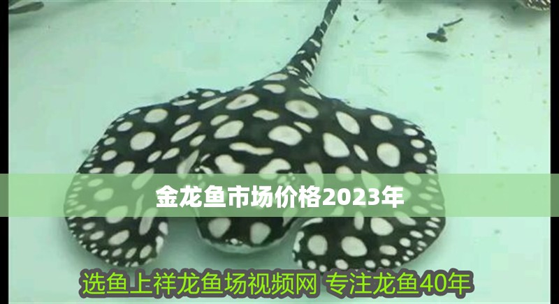 金龍魚市場價格2023年