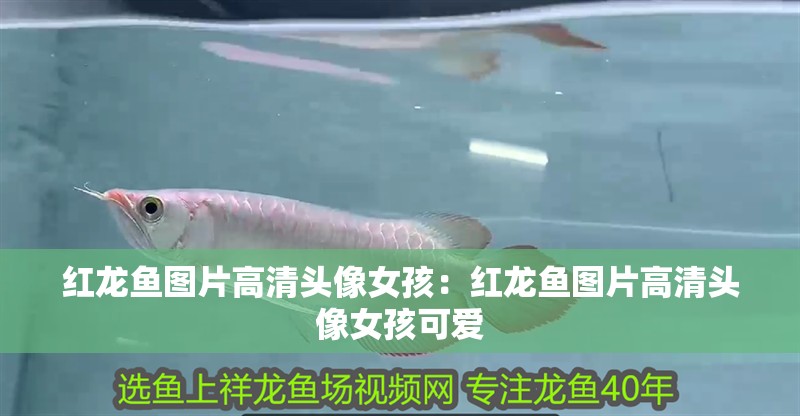 紅龍魚圖片高清頭像女孩：紅龍魚圖片高清頭像女孩可愛