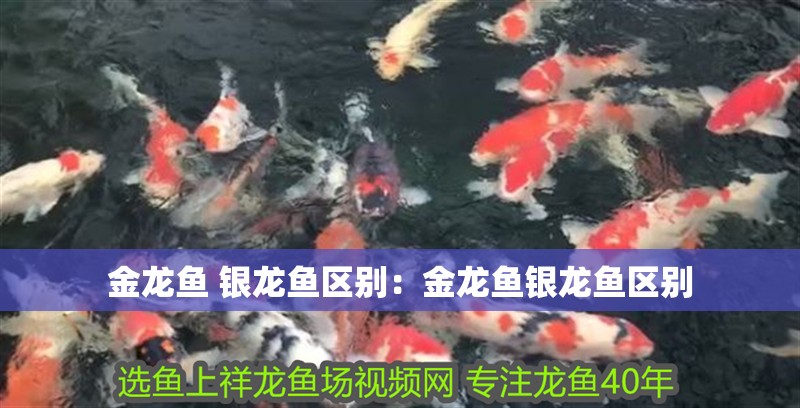 金龍魚 銀龍魚區別：金龍魚銀龍魚區別