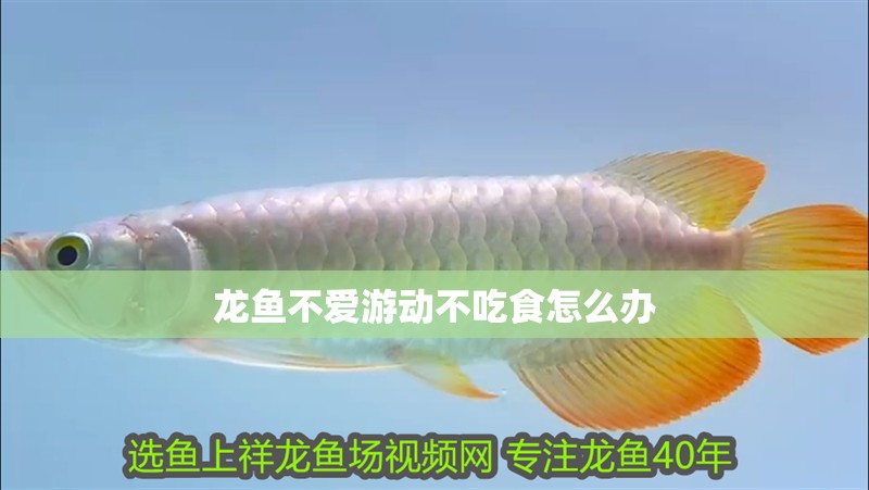 龍魚不愛游動(dòng)不吃食怎么辦