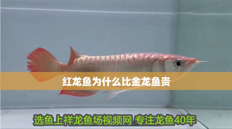 紅龍魚為什么比金龍魚貴
