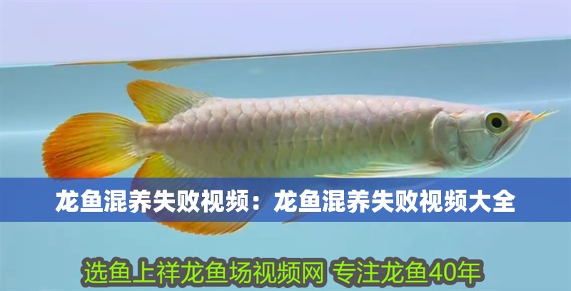 龍魚混養(yǎng)失敗視頻：龍魚混養(yǎng)失敗視頻大全 龍魚混養(yǎng)失敗視頻：龍魚混養(yǎng)失敗視頻大全 水族問答