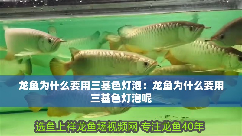 龍魚為什么要用三基色燈泡：龍魚為什么要用三基色燈泡呢