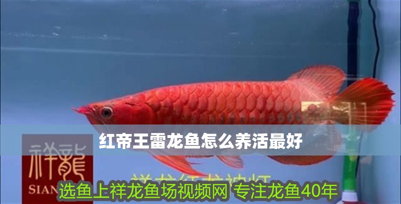 紅帝王雷龍魚(yú)怎么養(yǎng)活最好