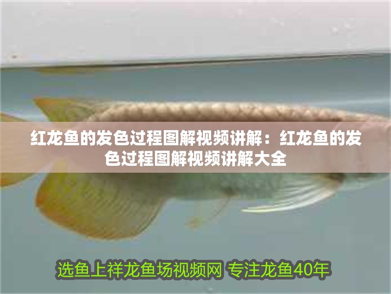 紅龍魚的發色過程圖解視頻講解：紅龍魚的發色過程圖解視頻講解大全