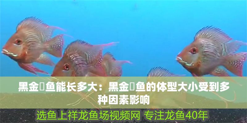 黑金魟魚能長多大：黑金魟魚的體型大小受到多種因素影響