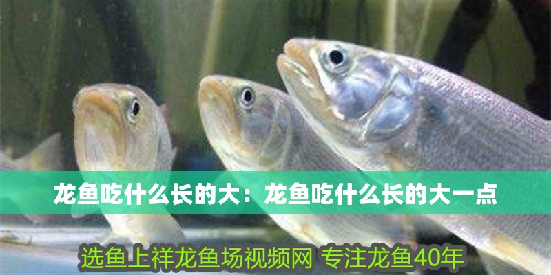 龍魚(yú)吃什么長(zhǎng)的大：龍魚(yú)吃什么長(zhǎng)的大一點(diǎn)