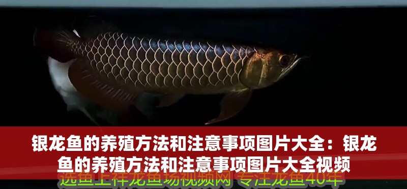 銀龍魚的養殖方法和注意事項圖片大全：銀龍魚的養殖方法和注意事項圖片大全視頻