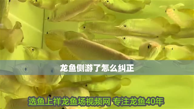 龍魚側游了怎么糾正