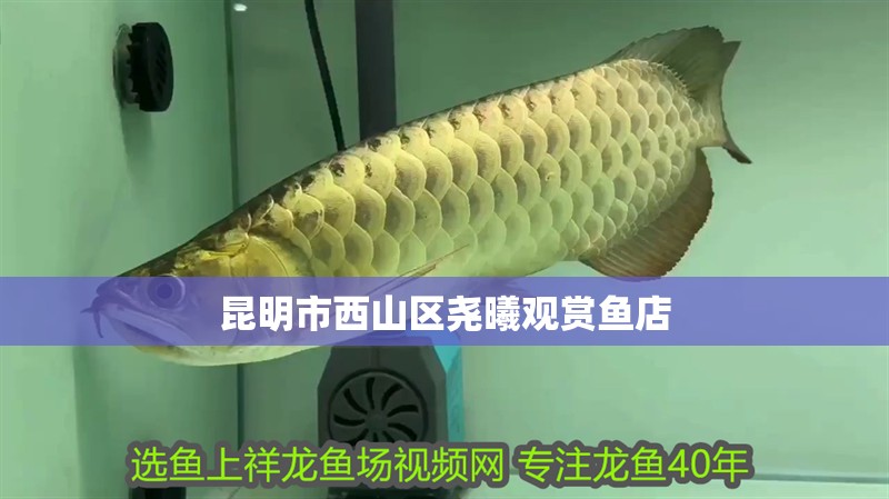 昆明市西山區堯曦觀賞魚店