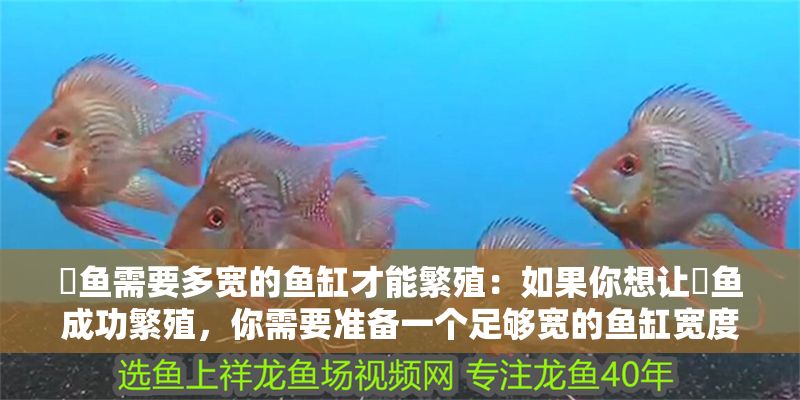 魟魚需要多寬的魚缸才能繁殖：如果你想讓魟魚成功繁殖，你需要準備一個足夠寬的魚缸寬度