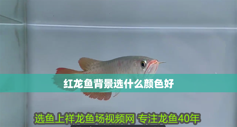 紅龍魚背景選什么顏色好