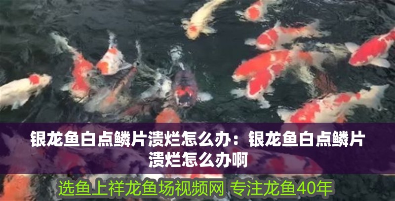 銀龍魚白點鱗片潰爛怎么辦：銀龍魚白點鱗片潰爛怎么辦啊