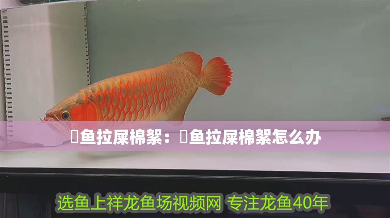 魟魚拉屎棉絮：魟魚拉屎棉絮怎么辦