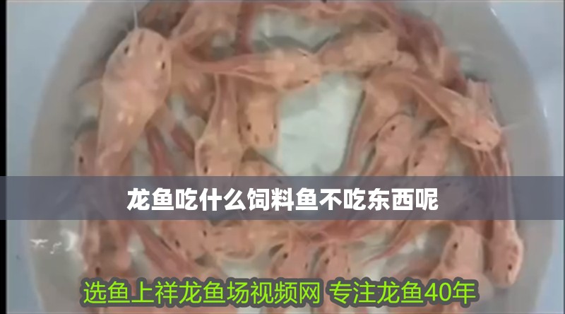 龍魚吃什么飼料魚不吃東西呢