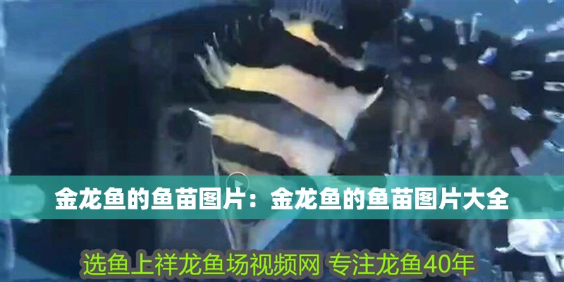 金龍魚的魚苗圖片：金龍魚的魚苗圖片大全