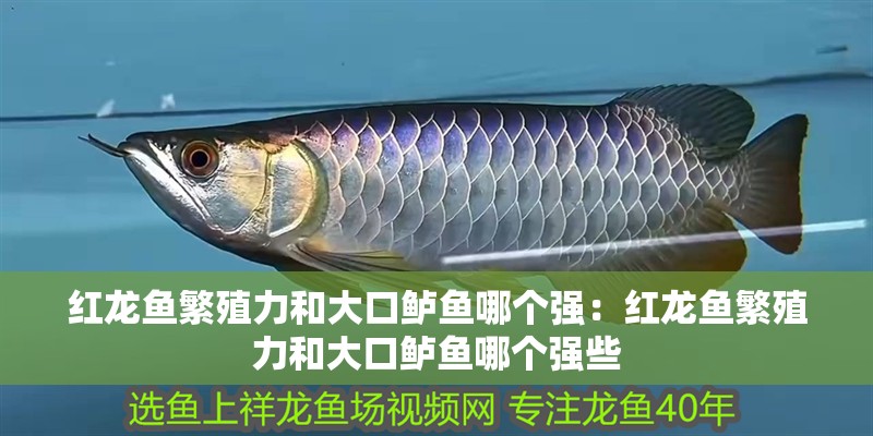 紅龍魚(yú)繁殖力和大口鱸魚(yú)哪個(gè)強(qiáng)：紅龍魚(yú)繁殖力和大口鱸魚(yú)哪個(gè)強(qiáng)些