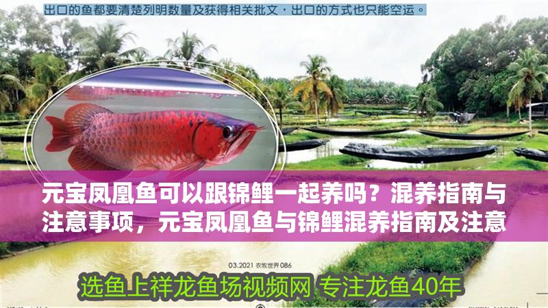 元寶鳳凰魚可以跟錦鯉一起養嗎？混養指南與注意事項，元寶鳳凰魚與錦鯉混養指南及注意事項