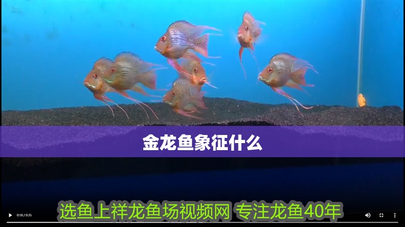 金龍魚象征什么