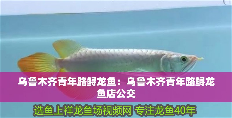 烏魯木齊青年路鱘龍魚：烏魯木齊青年路鱘龍魚店公交 烏魯木齊青年路鱘龍魚：烏魯木齊青年路鱘龍魚店公交 水族問答