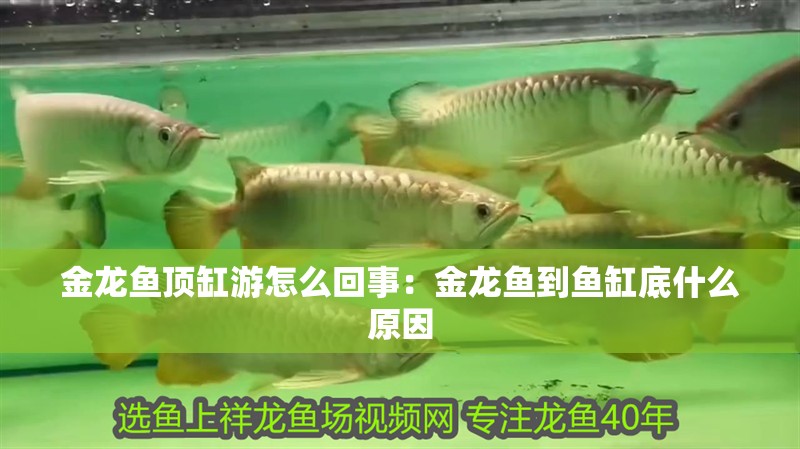 金龍魚頂缸游怎么回事：金龍魚到魚缸底什么原因