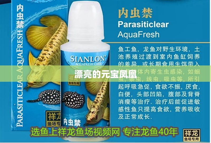 漂亮的元寶鳳凰