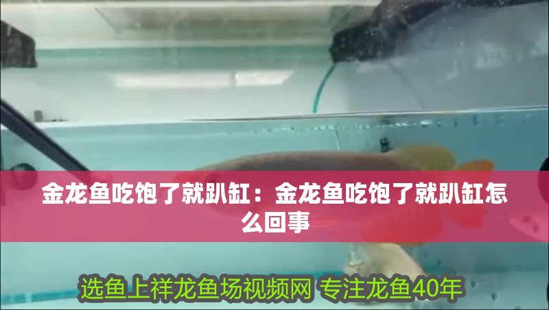 金龍魚吃飽了就趴缸：金龍魚吃飽了就趴缸怎么回事