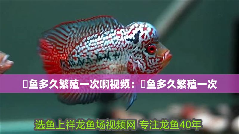 魟魚多久繁殖一次啊視頻：魟魚多久繁殖一次