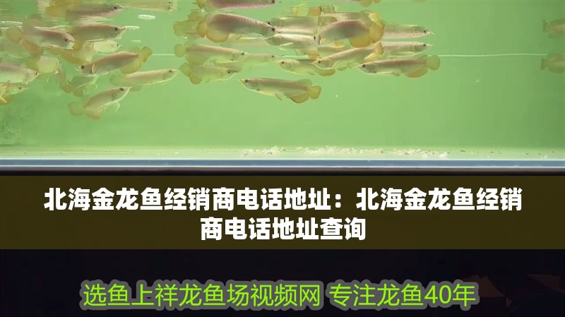北海金龍魚經銷商電話地址：北海金龍魚經銷商電話地址查詢