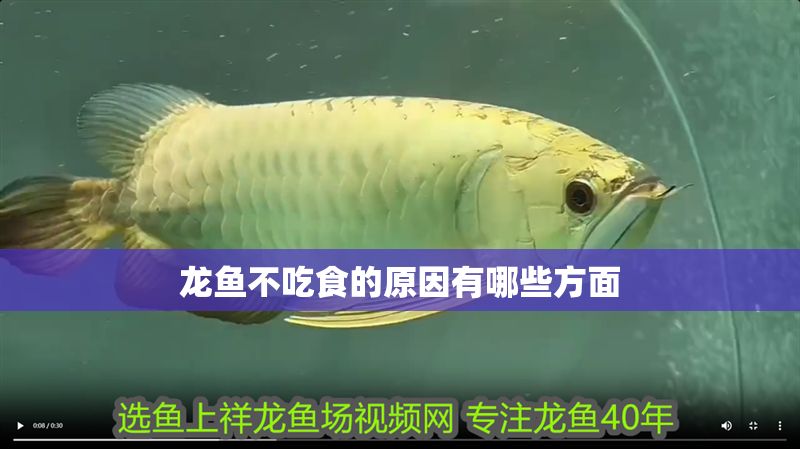 龍魚(yú)不吃食的原因有哪些方面