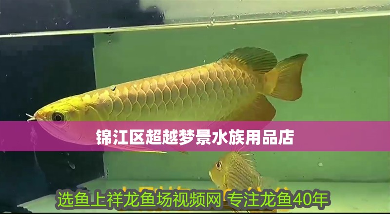 錦江區(qū)超越夢(mèng)景水族用品店